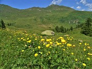 74 Trollius europaeus (Botton d'oro) e siamo ormai al piano del Lago di Valmora